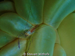 coral shrimp by Steven Withofs 